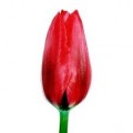 Tulips - Red